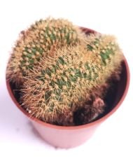 Weberbauerocereus Johnsonii f. cristata 5,5 cm Saksıda Nadir Kıvrımlı Beyin Kaktüs