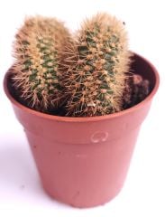Weberbauerocereus Johnsonii f. cristata 5,5 cm Saksıda Nadir Kıvrımlı Beyin Kaktüs