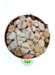 Lithops Mix -Karışık Renklerde Yaşayan Taş Kaktüsler-8,5 cm Saksıda İthal