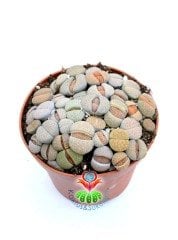 Lithops Mix -Karışık Renklerde Yaşayan Taş Kaktüsler-8,5 cm Saksıda İthal