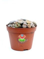 Lithops Mix -Karışık Renklerde Yaşayan Taş Kaktüsler-8,5 cm Saksıda İthal
