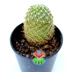 Sulcorebutia Mizquensis Nadir tür kaktüs 5,5 cm saksılı