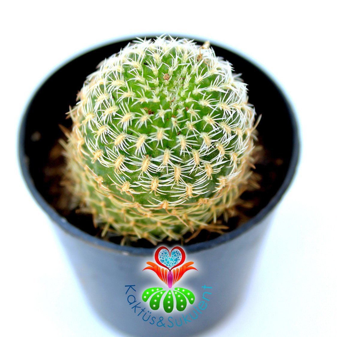 Sulcorebutia Mizquensis Nadir tür kaktüs 5,5 cm saksılı