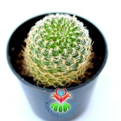 Sulcorebutia Mizquensis Nadir tür kaktüs 5,5 cm saksılı