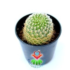 Sulcorebutia Mizquensis Nadir tür kaktüs 5,5 cm saksılı