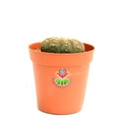 Gymnocalycium Ragonesii-Çok Nadir Tür Kaktüs- Kahverengi Renk-,5 cm saksıda-Koleksiyon Ürünü Kaktü