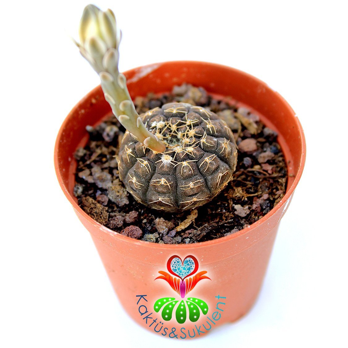 Gymnocalycium Ragonesii-Çok Nadir Tür Kaktüs- Kahverengi Renk-,5 cm saksıda-Koleksiyon Ürünü Kaktü