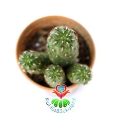 Sulcorebutia Loeschiana Nadir Tür koleksiyon Kaktüsü 5.5 cm saksılsı sınırlı sayıda