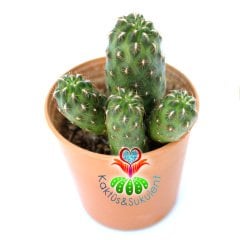 Sulcorebutia Loeschiana Nadir Tür koleksiyon Kaktüsü 5.5 cm saksılsı sınırlı sayıda