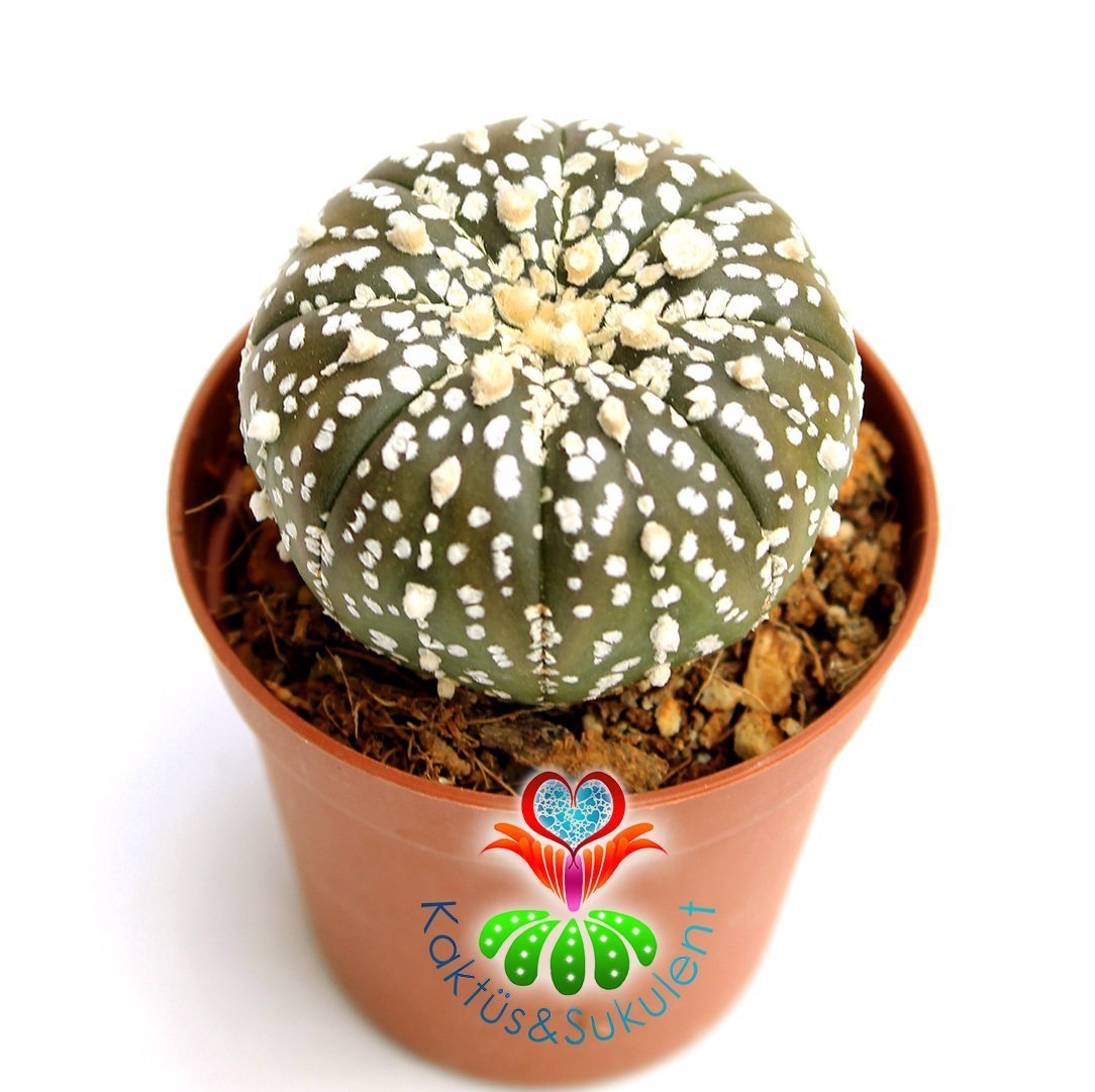 Kaktüs,Astrophytum Asterias Super Kabuto-8,5 cm Saksıda ÇOK Nadir Tür Koleksiyonluk