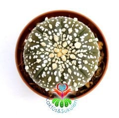 Kaktüs,Astrophytum Asterias Super Kabuto-8,5 cm Saksıda ÇOK Nadir Tür Koleksiyonluk