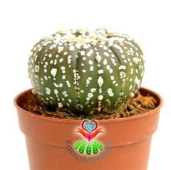 Kaktüs,Astrophytum Asterias Super Kabuto-8,5 cm Saksıda ÇOK Nadir Tür Koleksiyonluk