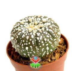 Kaktüs,Astrophytum Asterias Super Kabuto-8,5 cm Saksıda ÇOK Nadir Tür Koleksiyonluk