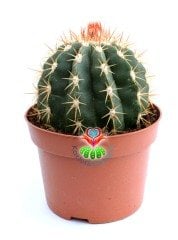 Melocactus Caesius -Beyaz Şapkalı Özel Tür Kaktüs-12 cm Saksıda