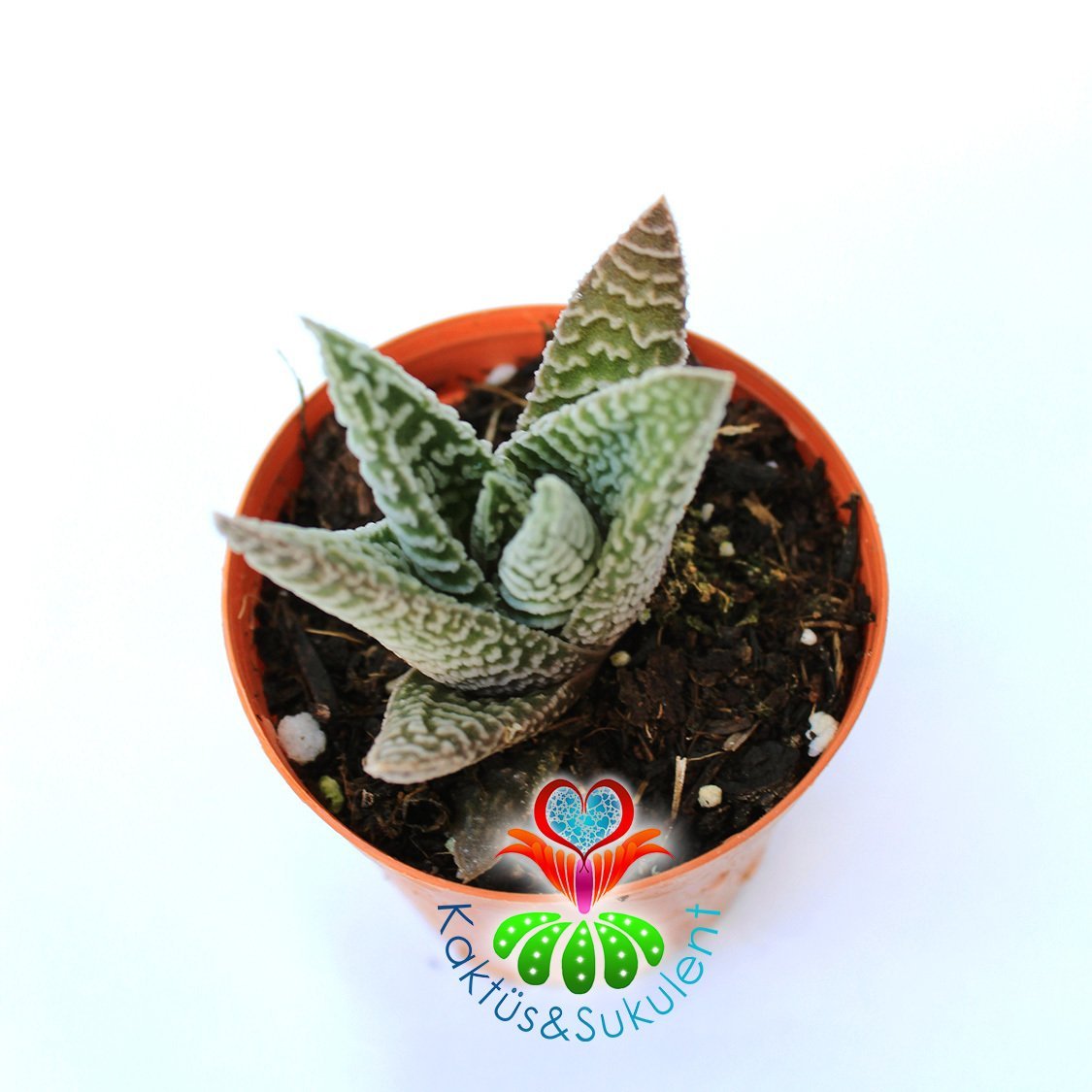 Haworthia Spider White Sukulent 5,5 cm Saksılı