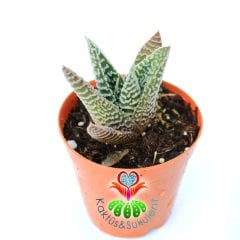 Haworthia Spider White Sukulent 5,5 cm Saksılı