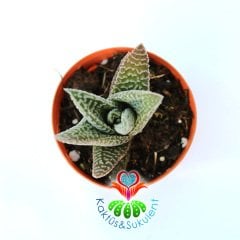 Haworthia Spider White Sukulent 5,5 cm Saksılı