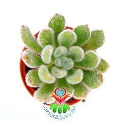 Echeveria Setosa ''Mexican Firecracker''-Tüylü Sukulent- 5.5 cm Saksıda
