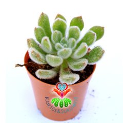 Echeveria Setosa ''Mexican Firecracker''-Tüylü Sukulent- 5.5 cm Saksıda