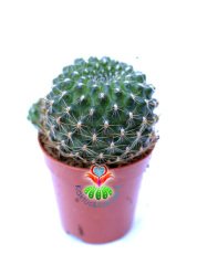 Kaktüs, Sulcorebutia Mentosa-Beyaz Renk Çiçek Açar 5,5 cm saksıda-Koleksiyonluk Kaktüs Çeşidi
