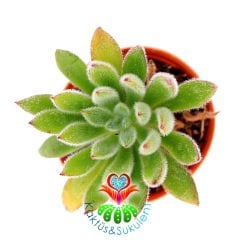 Echeveria Setosa v. Compacta-İnce Taylü Yapraklı-5.5 cm saksıda Sukulent