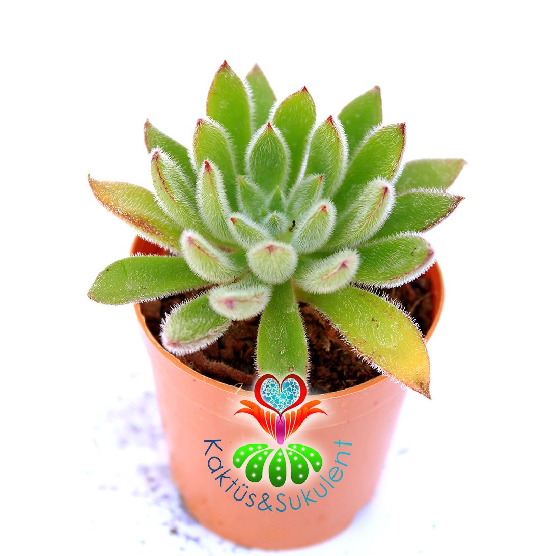 Echeveria Setosa v. Compacta-İnce Taylü Yapraklı-5.5 cm saksıda Sukulent