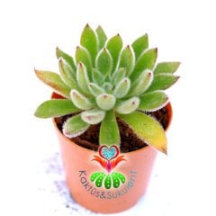 Echeveria Setosa v. Compacta-İnce Taylü Yapraklı-5.5 cm saksıda Sukulent