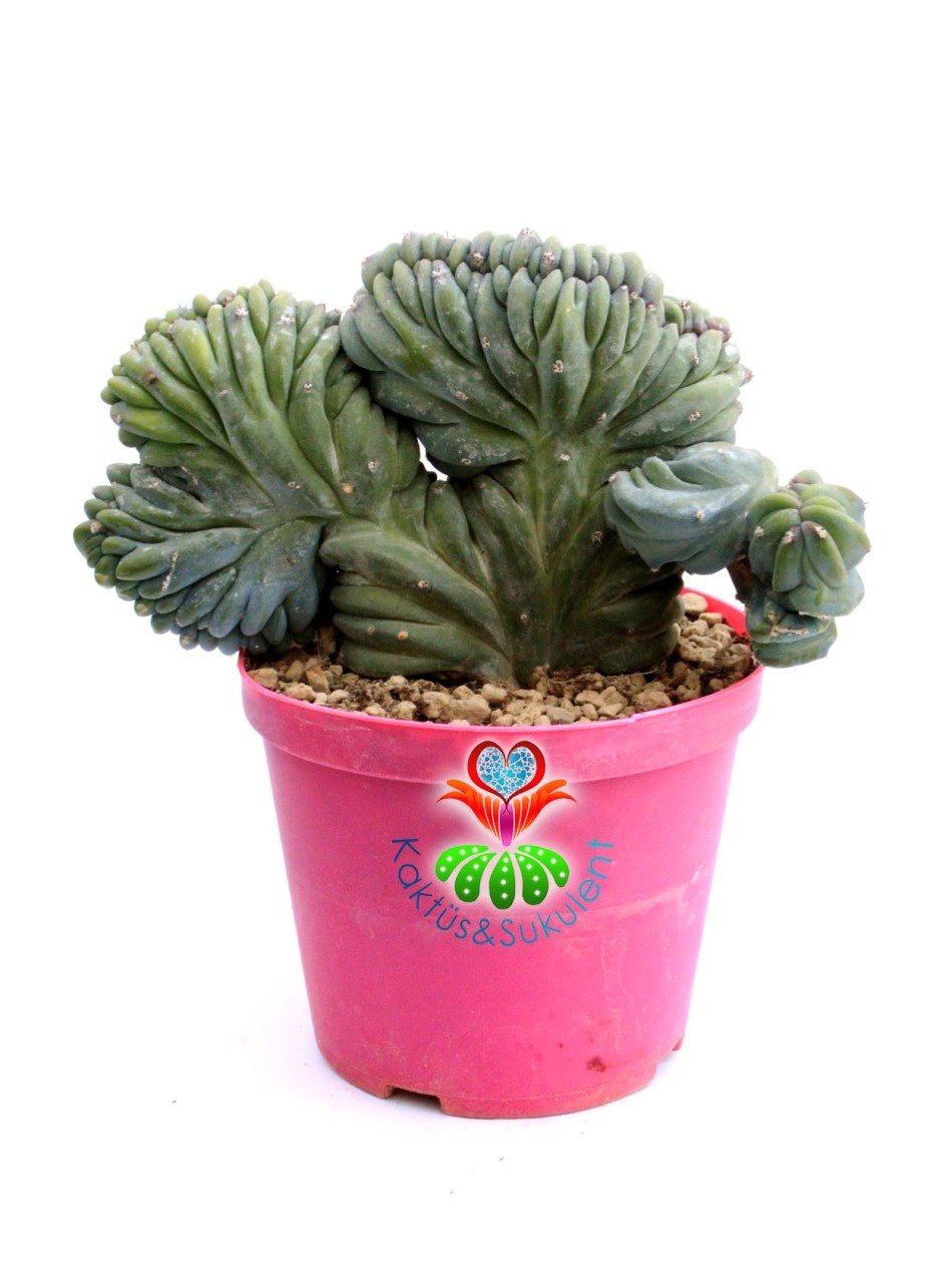 Myrtillocactus Geometrizans Cristata Sıradışı Formda 10,5 cm Saksılı Nadir Tür