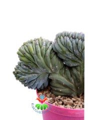Myrtillocactus Geometrizans Cristata Sıradışı Formda 10,5 cm Saksılı Nadir Tür