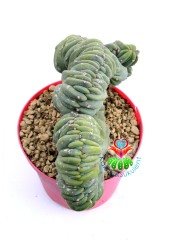 Myrtillocactus Geometrizans Cristata Sıradışı Formda 10,5 cm Saksılı Nadir Tür