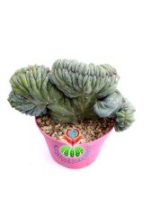 Myrtillocactus Geometrizans Cristata Sıradışı Formda 10,5 cm Saksılı Nadir Tür