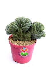 Myrtillocactus Geometrizans Cristata Sıradışı Formda 10,5 cm Saksılı Nadir Tür