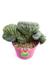 Myrtillocactus Geometrizans Cristata Sıradışı Formda 10,5 cm Saksılı Nadir Tür