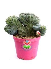 Myrtillocactus Geometrizans Cristata Sıradışı Formda 10,5 cm Saksılı Nadir Tür