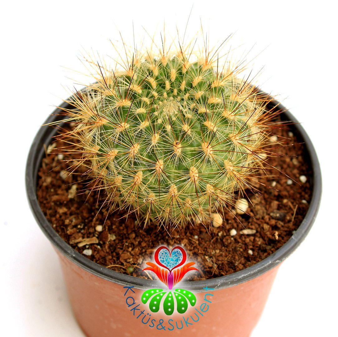 Kaktüs, Sulcorebutia Glomeriseta Alev Rengi Çiçek Açar 10,5 cm saksıda-Koleksiyonluk Kaktüs Çeşidi
