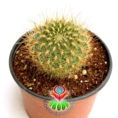 Kaktüs, Sulcorebutia Glomeriseta Alev Rengi Çiçek Açar 10,5 cm saksıda-Koleksiyonluk Kaktüs Çeşidi