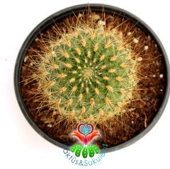 Kaktüs, Sulcorebutia Glomeriseta Alev Rengi Çiçek Açar 10,5 cm saksıda-Koleksiyonluk Kaktüs Çeşidi