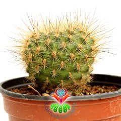 Kaktüs, Sulcorebutia Glomeriseta Alev Rengi Çiçek Açar 10,5 cm saksıda-Koleksiyonluk Kaktüs Çeşidi