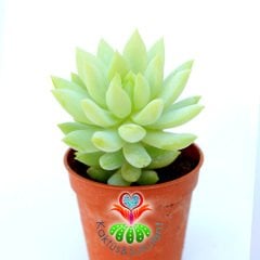 Sedum Morganianum Yetişkin Sıradışı Görünüm 5.5 cm Saksılı