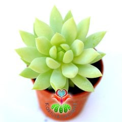 Sedum Morganianum Yetişkin Sıradışı Görünüm 5.5 cm Saksılı