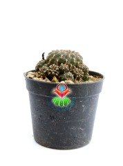 Sulcorebutia Heinzii-Altın Renk Dikenli Kahverenk Özel Tür Kaktüs-6,5 cm Saksıda