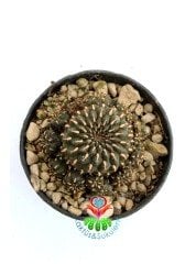 Sulcorebutia Heinzii-Altın Renk Dikenli Kahverenk Özel Tür Kaktüs-6,5 cm Saksıda