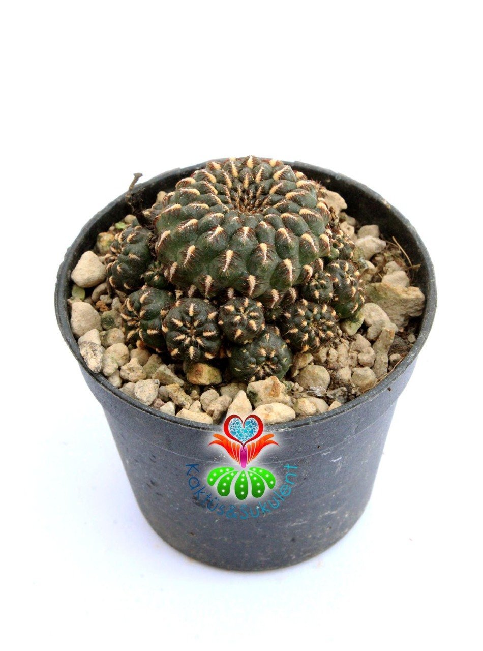 Sulcorebutia Heinzii-Altın Renk Dikenli Kahverenk Özel Tür Kaktüs-6,5 cm Saksıda