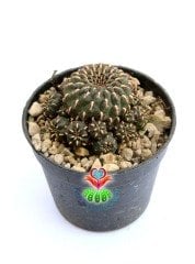 Sulcorebutia Heinzii-Altın Renk Dikenli Kahverenk Özel Tür Kaktüs-6,5 cm Saksıda
