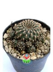 Sulcorebutia Heinzii-Altın Renk Dikenli Kahverenk Özel Tür Kaktüs-6,5 cm Saksıda