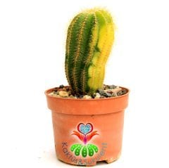 Kaktüs,Notocactus Magnificus Variegata-Tohumdan Büyüme-12 cm Saksıd-Koleksiyon Ürünü-BAŞKA YERDE YOK