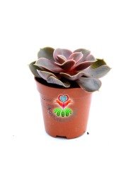 Echeveria 'Magic Red'-Güneşte Doğal Kırmızı Renk alır 5,5 cm Saksıda