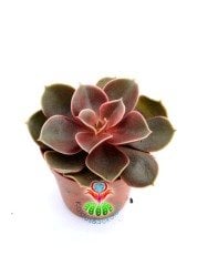 Echeveria 'Magic Red'-Güneşte Doğal Kırmızı Renk alır 5,5 cm Saksıda