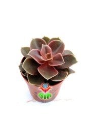 Echeveria 'Magic Red'-Güneşte Doğal Kırmızı Renk alır 5,5 cm Saksıda