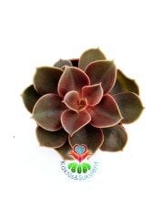 Echeveria 'Magic Red'-Güneşte Doğal Kırmızı Renk alır 5,5 cm Saksıda